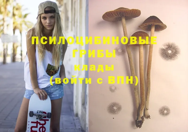 Псилоцибиновые грибы Cubensis  Венёв 